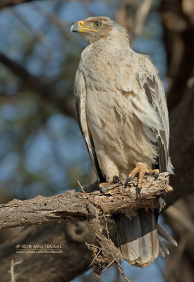 Savanne Arend - Tawny Eagle - Aquila rapax