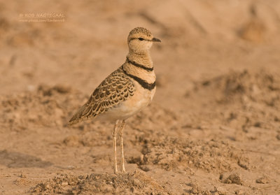 Dubbelbandrenvogel - Double-banded Courser - Smutsornis africanus