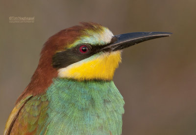 Europese Bijeneter - European Bee-eater - Merops apiaster