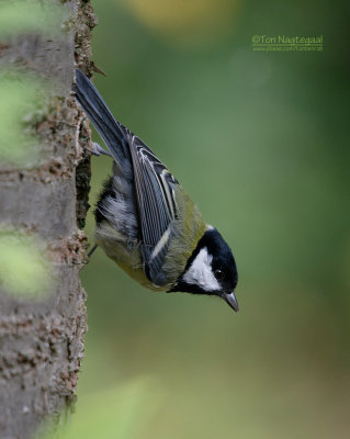 Koolmees - Great tit - Parus major