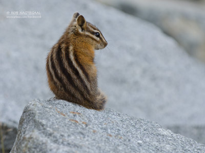 Kleine chipmunk - Least chipmunk - Tamias minimus