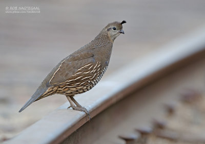 Californische Kuifkwartel - California Quail - Callipepla californica