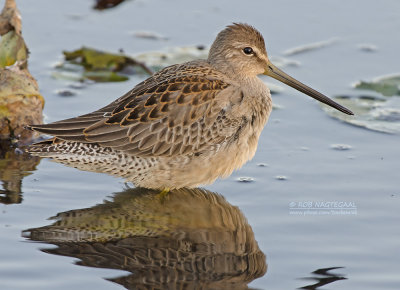 Grote Grijze Snip - Long-billed Dowitcher - Limnodromus scolopaceus