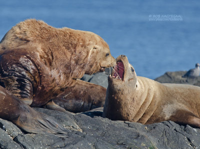 Steller’s zeeleeuw - Steller's sea lion - Eumetopias jubatus