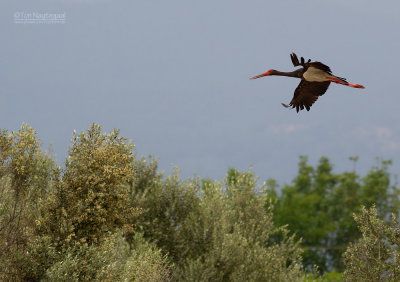 Zwarte Ooievaar - Black Stork - Ciconia nigra