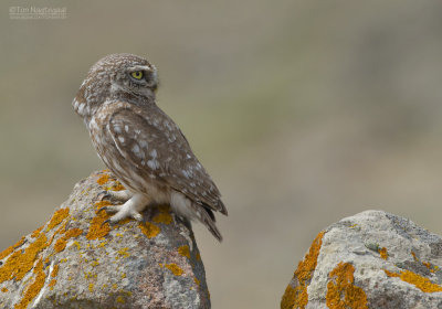 Steenuil - Little Owl - Athene noctua indigena