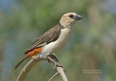Witkop-buffelwever - White-headed Buffalo-Weaver - Dinemellia dinemelli