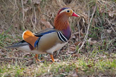 Mandarijneend - Manderin duck - Aix galericulata