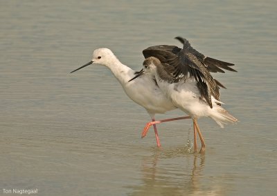 Steltkluut - Blackwinged stilt - Himantopus Homantopus