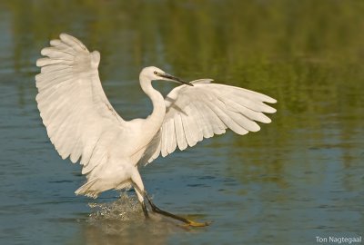 Kleine zilverreiger - Little Egret - Egretta Garzetta