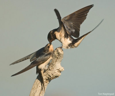 Boerenzwaluw - Barn swallow - Hirundo rustica	