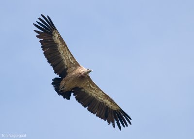 Vale gier - Griffon vulture - Gyps vulvus