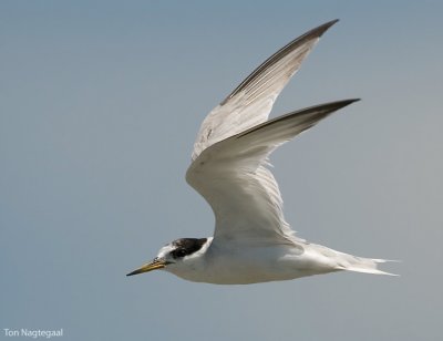 Dwerg stern - Little tern - Sterna albifrons