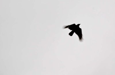 flap