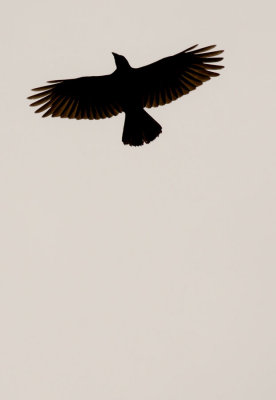 soar