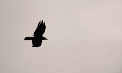 riding the wind