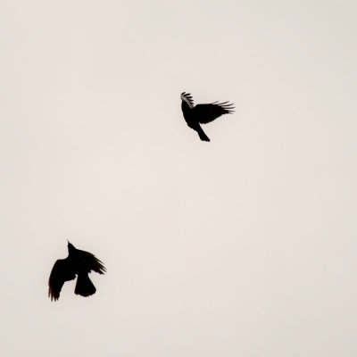 swoop and dive