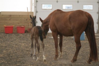 Mom and Baby Tory