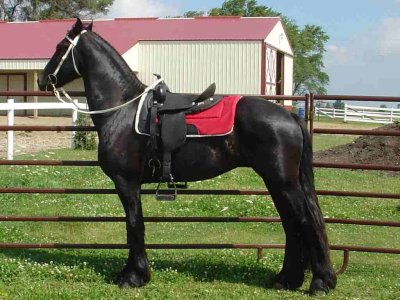 hen20051