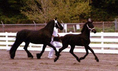 Hendrik as a foal