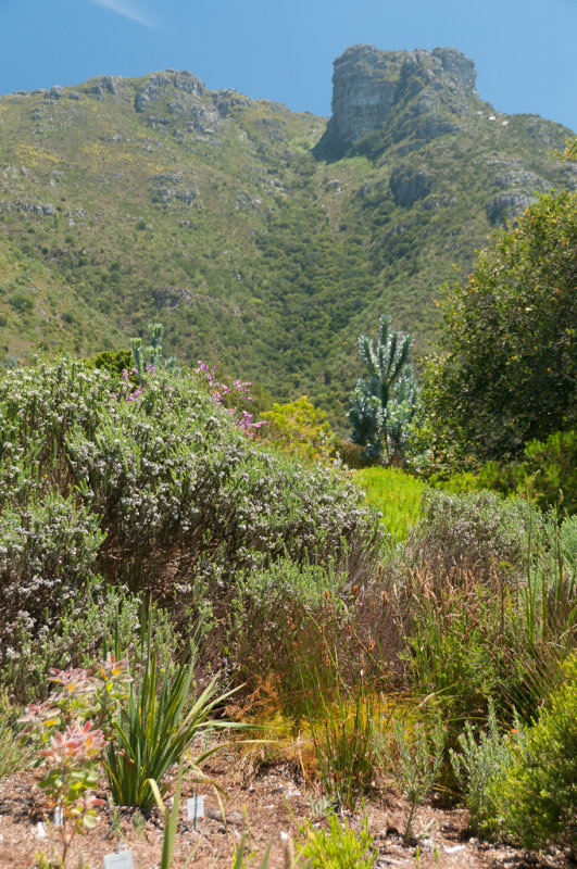 Jardins de Kirstenbosch 