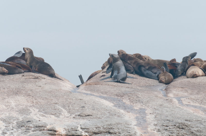 le aux phoques, Duiker Island