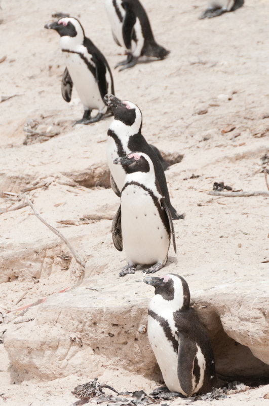 Pingouins sur la plage de Boulders