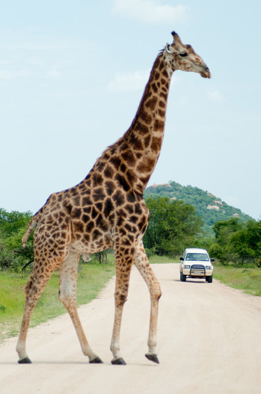 Safari, Parc Kruger