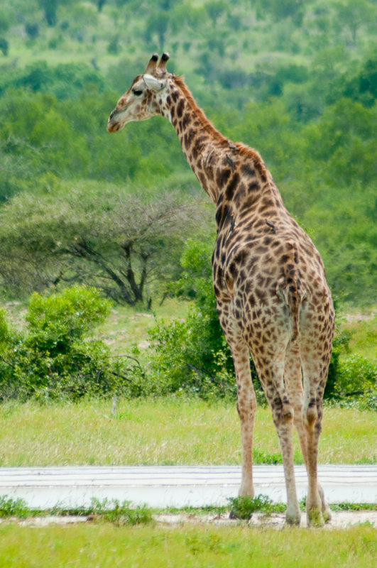 Safari, Parc Kruger