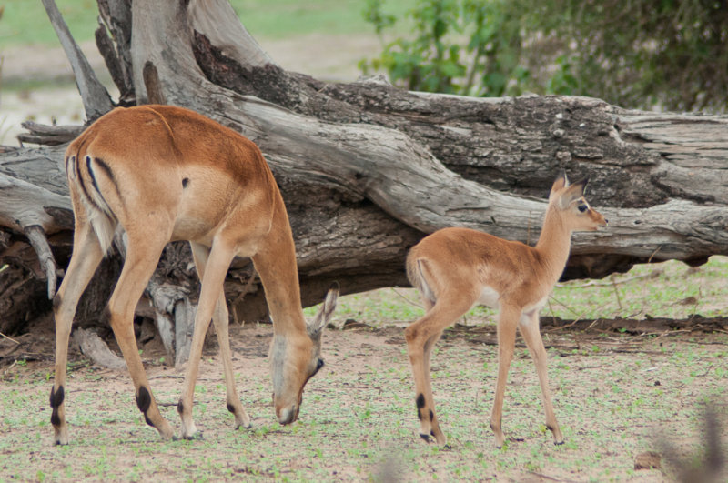 Safari, Parc Kruger