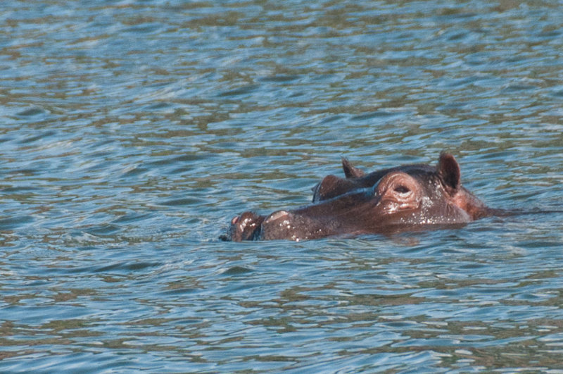 Safari fluvial sur la rivire Chobe