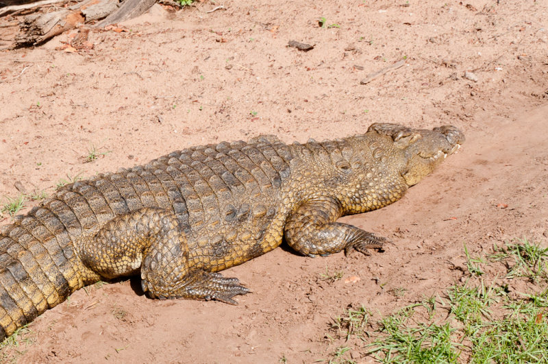 Safari fluvial sur la rivire Chobe