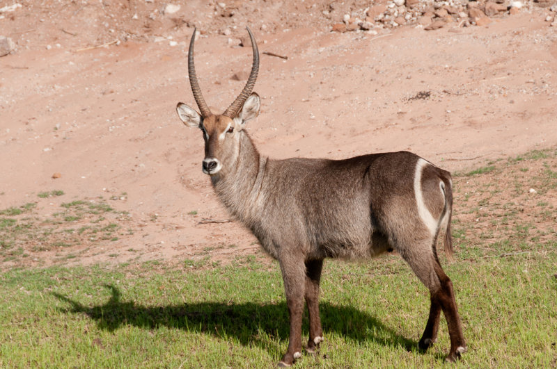 Safari fluvial sur la rivire Chobe