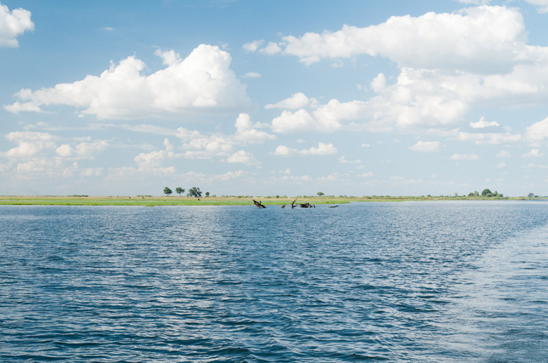 Safari fluvial sur la rivire Chobe