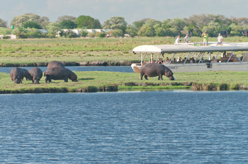 Safari fluvial sur la rivire Chobe
