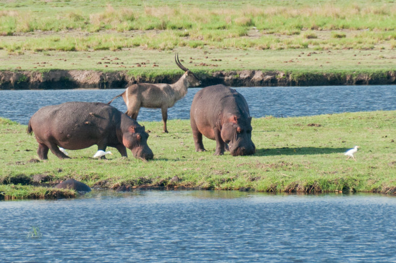 Safari fluvial sur la rivire Chobe