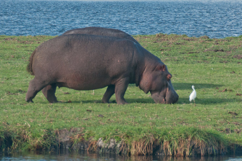 Safari fluvial sur la rivire Chobe