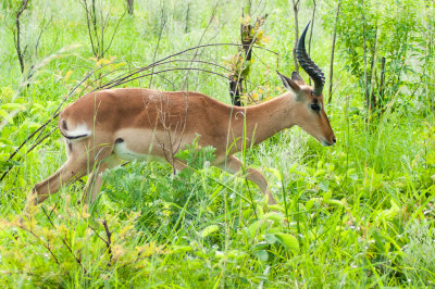Safari, Parc Kruger