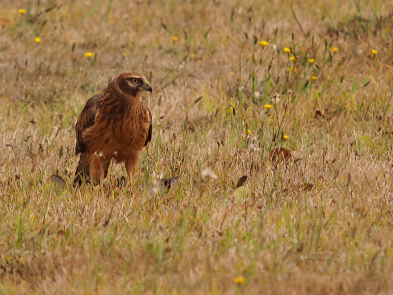 Hawk Dines