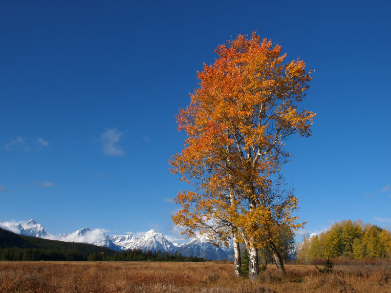 Aspens