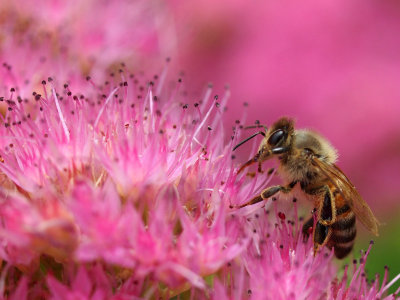 Bee Pink!
