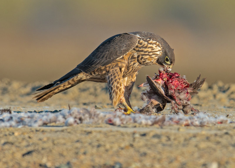 Peregrine and coot