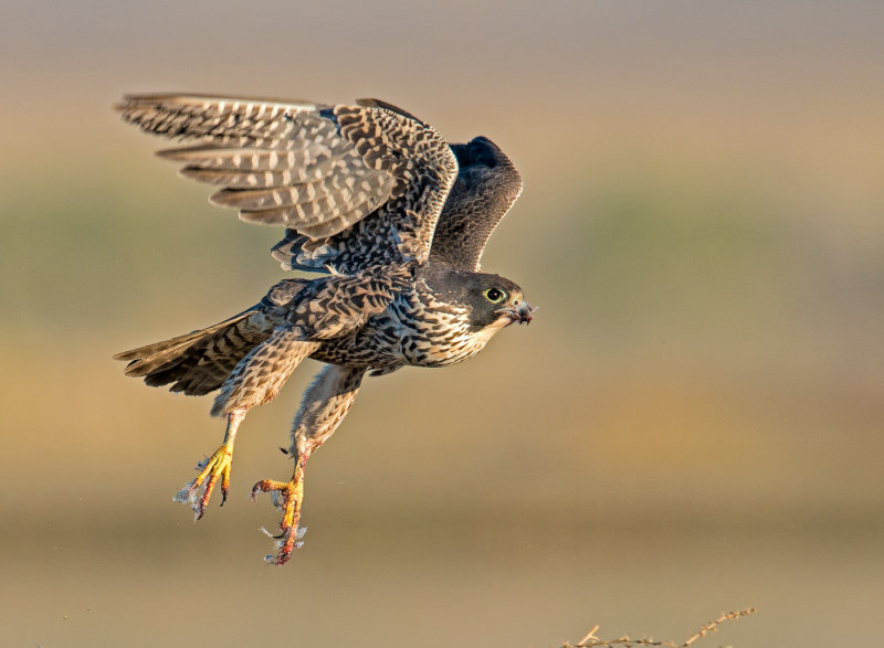 peregrine juvenile