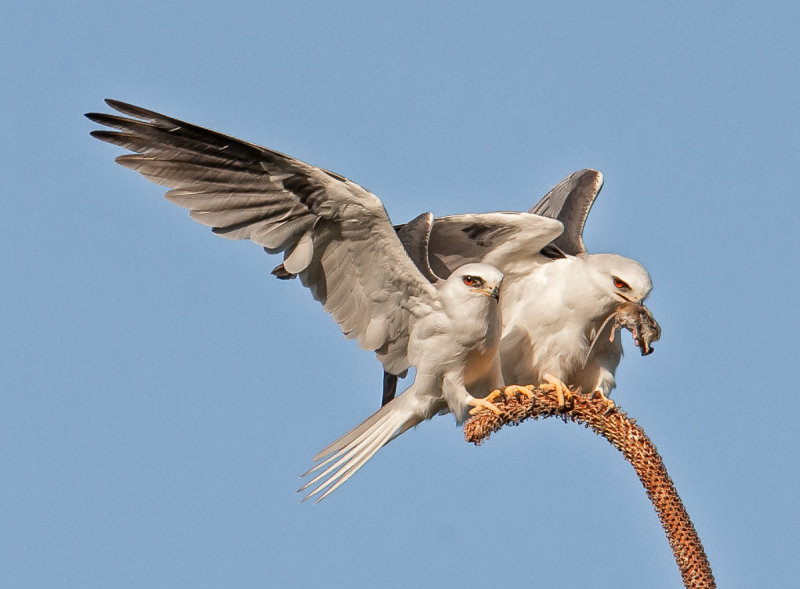 white tailed kites exchange