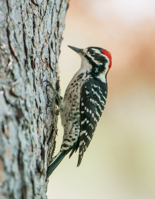 Nuttall woodpecker