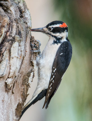 Hairy woodpecker