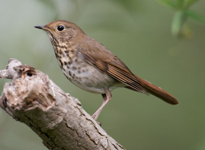 Hermit thrush