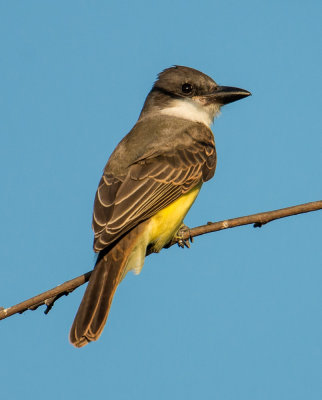 Thick-billed kingbird