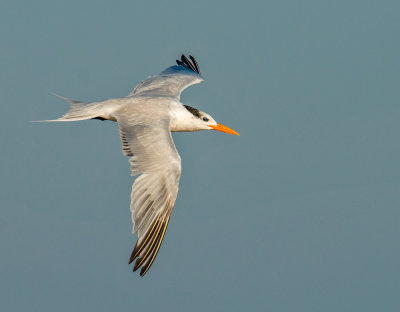 royal tern