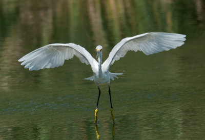 egret2.jpg